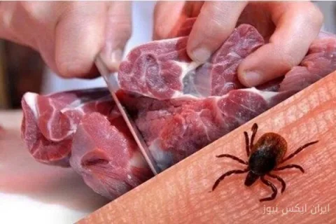 شناسایی ۹ مورد تب کریمه کنگو در یزد؛ یک فوتی ثبت شد
