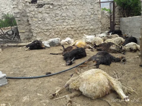 حمله گرگ‌ها به دام‌ها در دره‌شهر: تلف شدن ۱۲ راس دام!