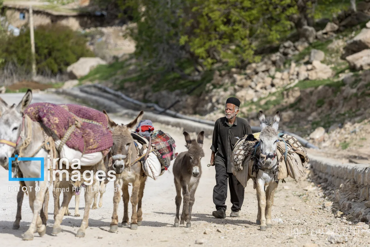 آغاز آیین سنتی کوچ پاییزی عشایر چهارمحال و بختیاری