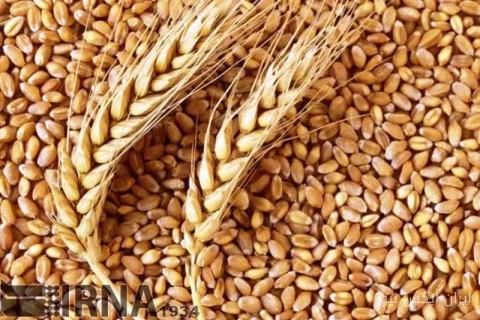 موسسه تحقیقات اصلاح و تهیه نهال و بذر، ظرفیت بی‌نظیری برای تولید بذور گواهی شده ایجاد کرد