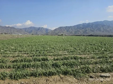 خسارت ۱.۴ همت طوفان به کشاورزی مازندران؛ فاجعه‌ای بزرگ در انتظار