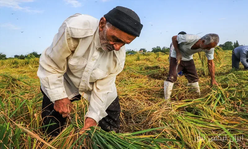 کشاورزان جوهرستان غرامت ۱۰ میلیونی را ناکافی می‌دانند