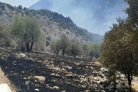 آتش‌سوزی مرگبار در جنگل‌های ماهور میلاتی: تلاش هشت‌روزه برای نجات طبیعت