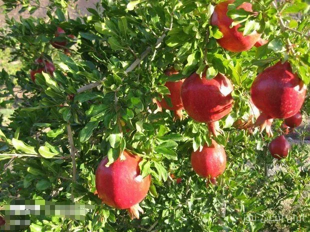 برداشت ۳۱ هزار تن انار از باغات سیستان و بلوچستان
