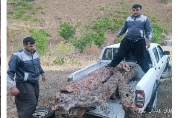 کشف ۶۰۰ کیلوگرم گردهبینه بنه قاچاق در مریوان