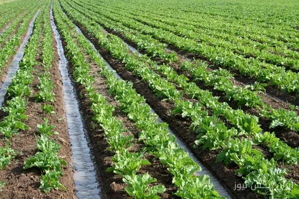 کشت ۱۵ هزار هکتار علوفه پاییزه در شالیزارهای بابل