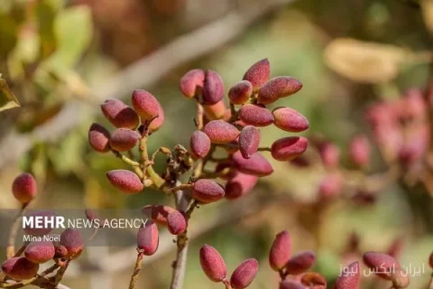 استاندار کرمان: پسته باید مسئله ملی شود