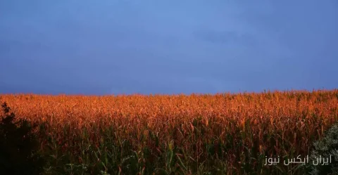 نوسانات جدید ذرت در آستانه گزارش USDA