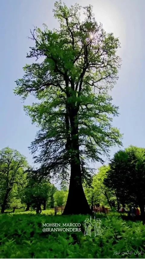 بلندترین درخت بلوط جهان با ارتفاع ۶۰ متر در ایران شناسایی شد