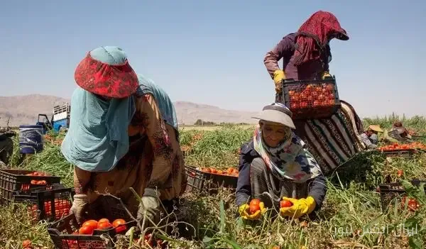 حسن عزتی: زندگی سخت زنان کارگر فصلی در بانه
