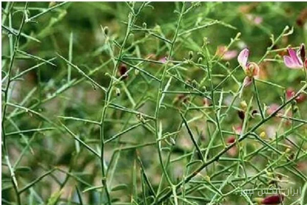 ۱۵۰ هکتار از اراضی گلوگاه زیر کشت گیاهان دارویی رفت