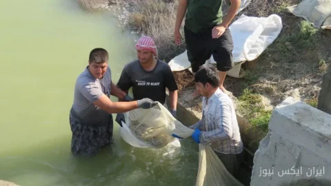 برداشت میگو در گمیشان: آغاز فصلی نو در صنعت آبزی‌پروری