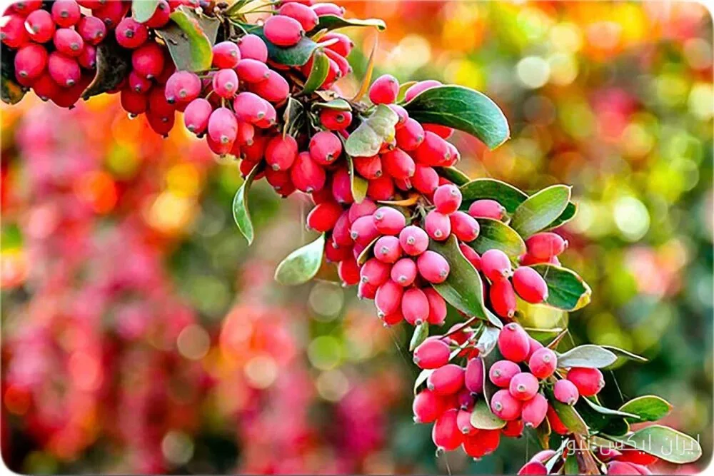 زرشک؛ اَبَر غذایی برای تقویت بینایی و سیستم ایمنی