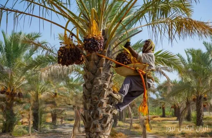 خرمای سراوان در مسیر صادراتی و تجاری‌سازی
