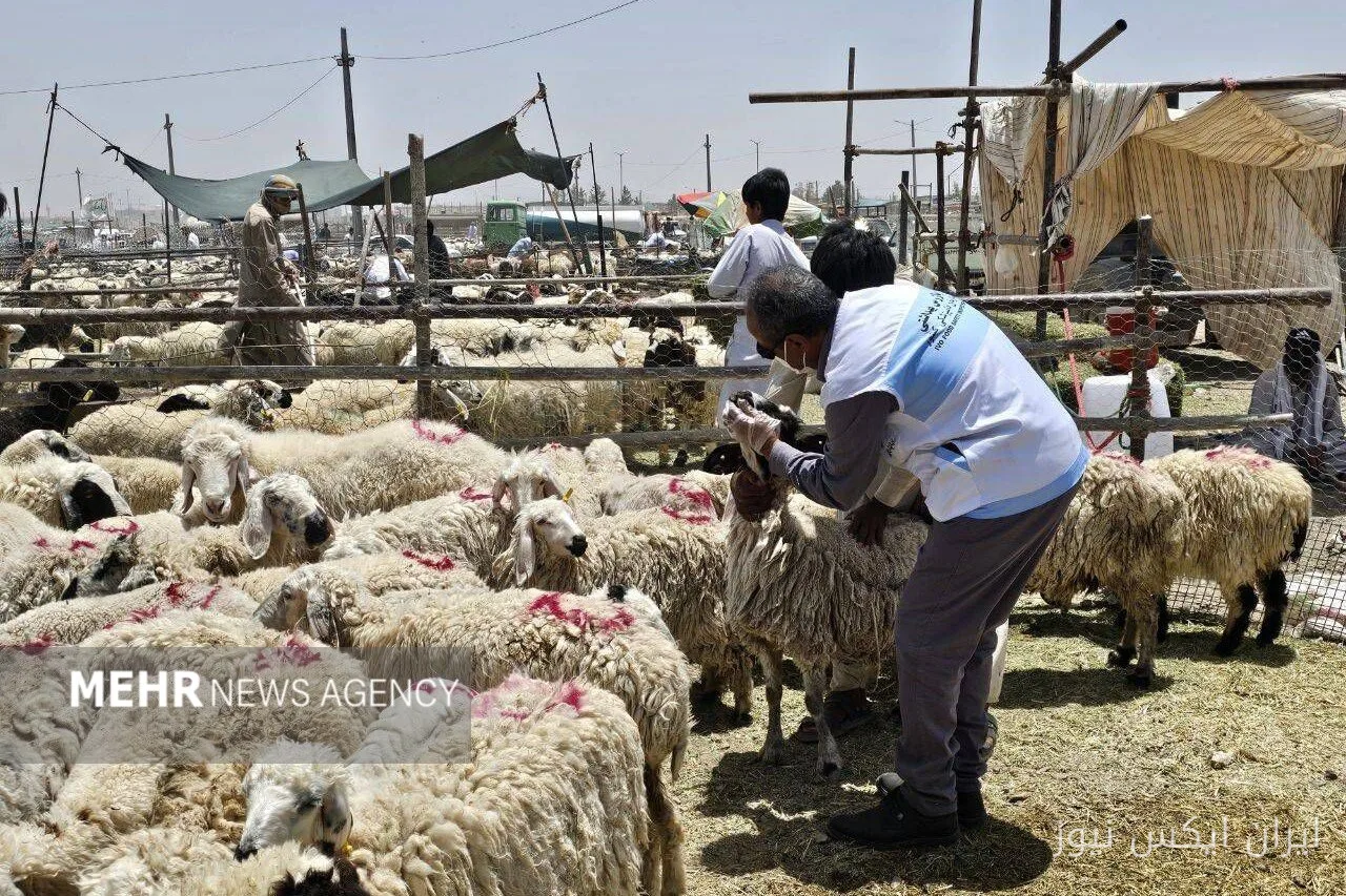 خدمات رایگان دامپزشکی در مناطق محروم خراسان جنوبی؛ جهادگران در خدمت مردم!