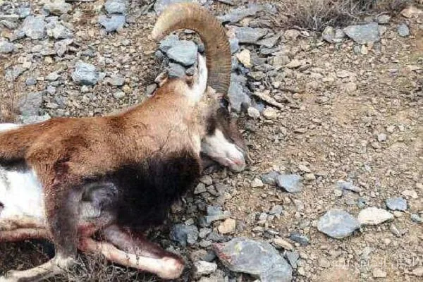 شناسایی متخلف فروش کله قوچ در اسلامآبادغرب