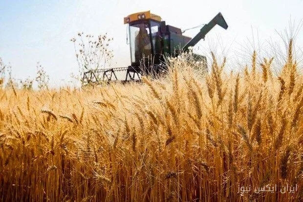 ظرفیت ذخیره‌سازی گندم در استان مرکزی به ۷۵۰ هزار تن رسید