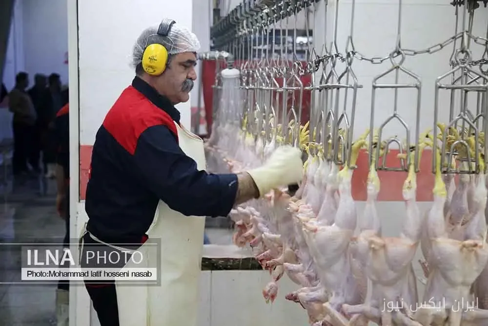 مدیرعامل شرکت پشتیبانی امور دام: خرید حمایتی مرغ از ۲۳ شهریور آغاز میشود