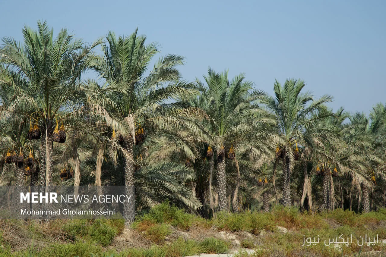 ٢٥ سبتمبر كيوما يوم وطني للتمور في سيستان وبلوشستان