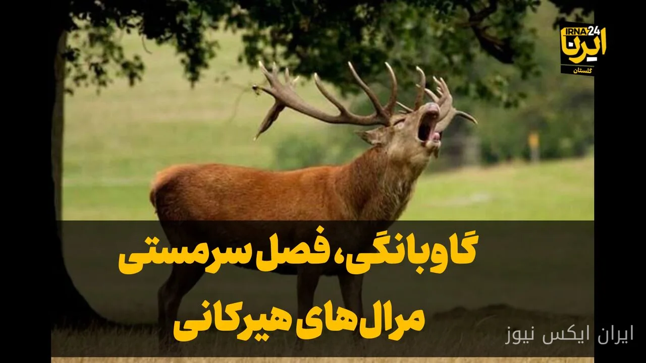 مرال‌های پارک ملی گلستان در فصل گاوبانگی به تصویر درآمدند