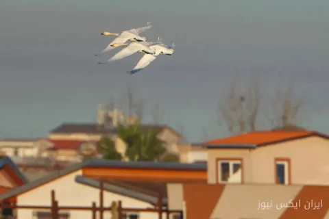 ورود پیشقراولان پرندگان مهاجر به مازندران: آغاز یک فصل جدید در تالاب‌ها