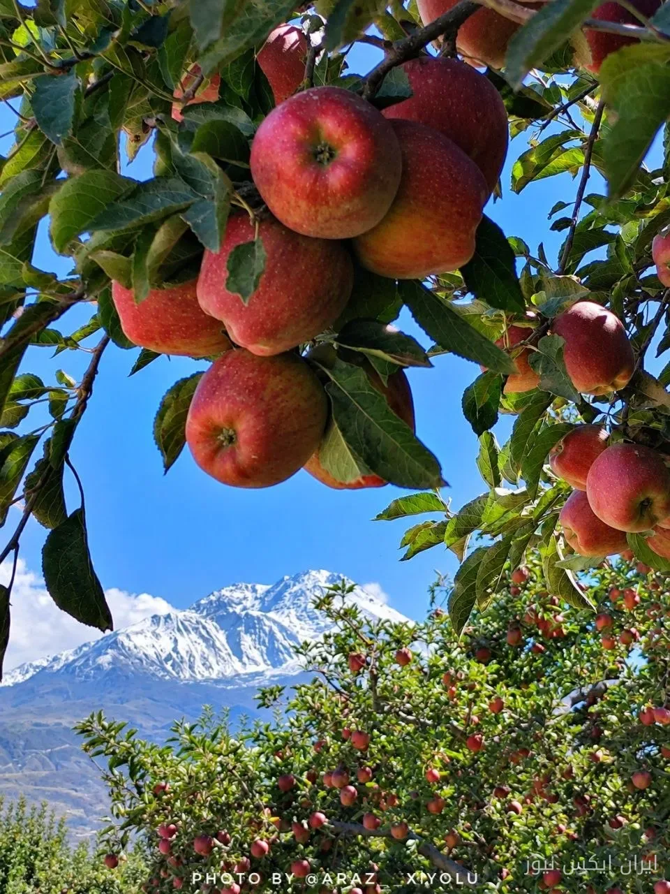تصویری چشم نواز از باغ سیب در دامنه سبلان