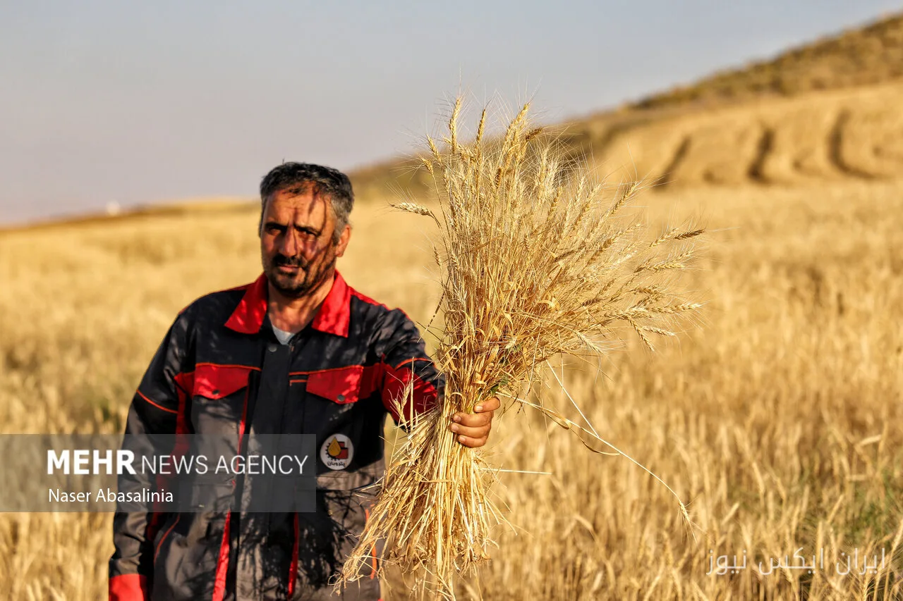 مدیرکل غله ایلام: مطالبات گندمکاران تا شهریور پرداخت می‌شود