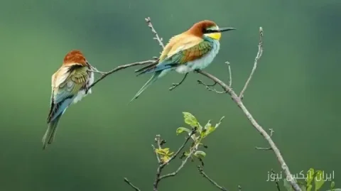 جمعیت پرندگان مهاجر جهان به خطر افتاده است