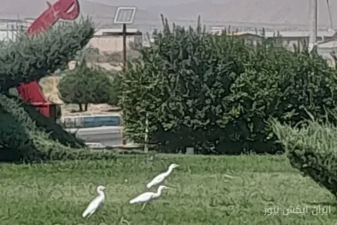 حواصیل‌های سفید به بهاباد یزد رسیدند؛ مهمانان زیبا و عجیب فصل مهاجرت