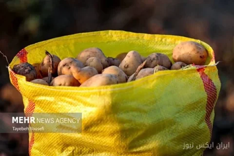 فارس: صادرات سیب‌زمینی، پیاز و گوجه‌فرنگی تا پایان سال ممنوع شد