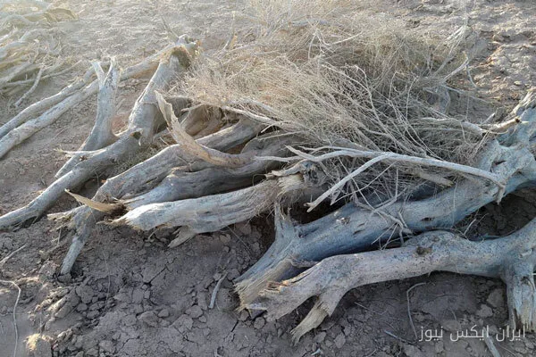 توقیف خودروی حامل چوب تاغ قاچاق در سمنان