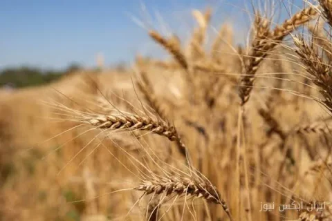 رئیس بخش تحقیقات غلات: ۱۰ رقم جدید گندم، جو و تریتیکاله معرفی شد