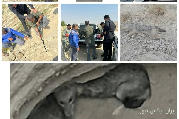نجات دو قلاده شغال از چاه متروکه در پارسیان