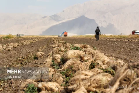 توسعه کشت پاییزه چغندرقند، راهی برای نجات صنعت قندوشکر