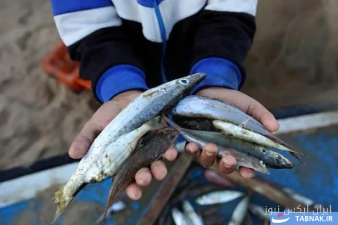 ماهیگیران غزه: تلاش برای بقا در دریاهای محدود