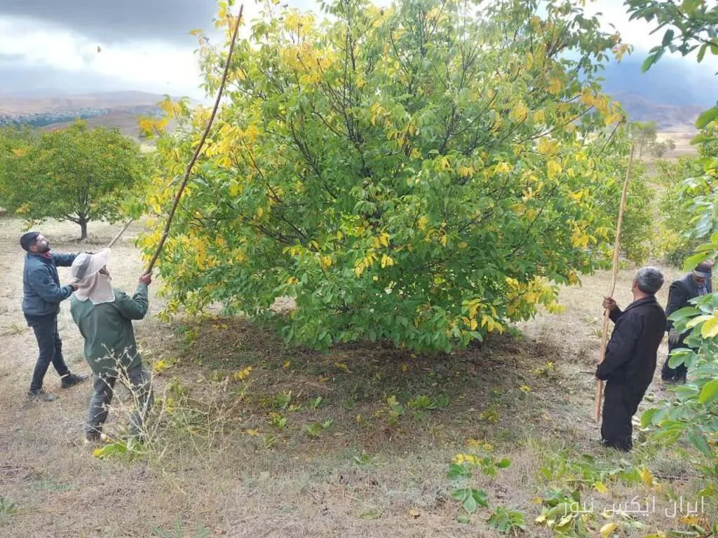 برداشت گردو در خلخال: سرشاخهکاری برای مقابله با سرما آغاز شد