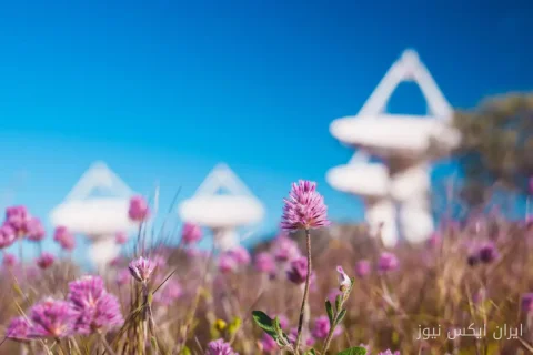 شکوفایی گل‌های وحشی در غرب استرالیا با بارش زودهنگام باران