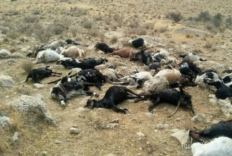 سیل دام‌های عشایر دزفول را با خود برد