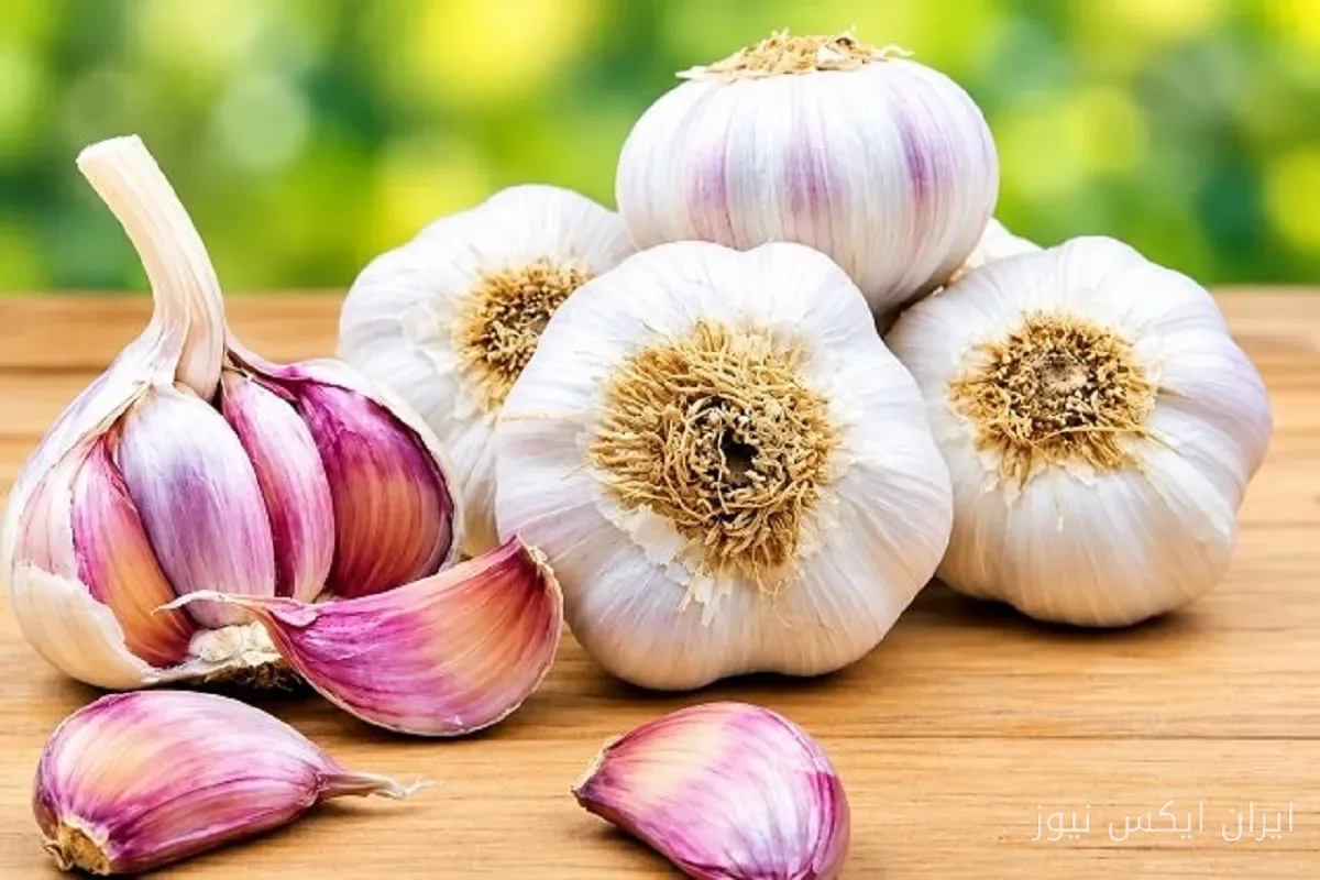 تحقیقات جدید مانی جباری درباره خواص سیر و آلیسین