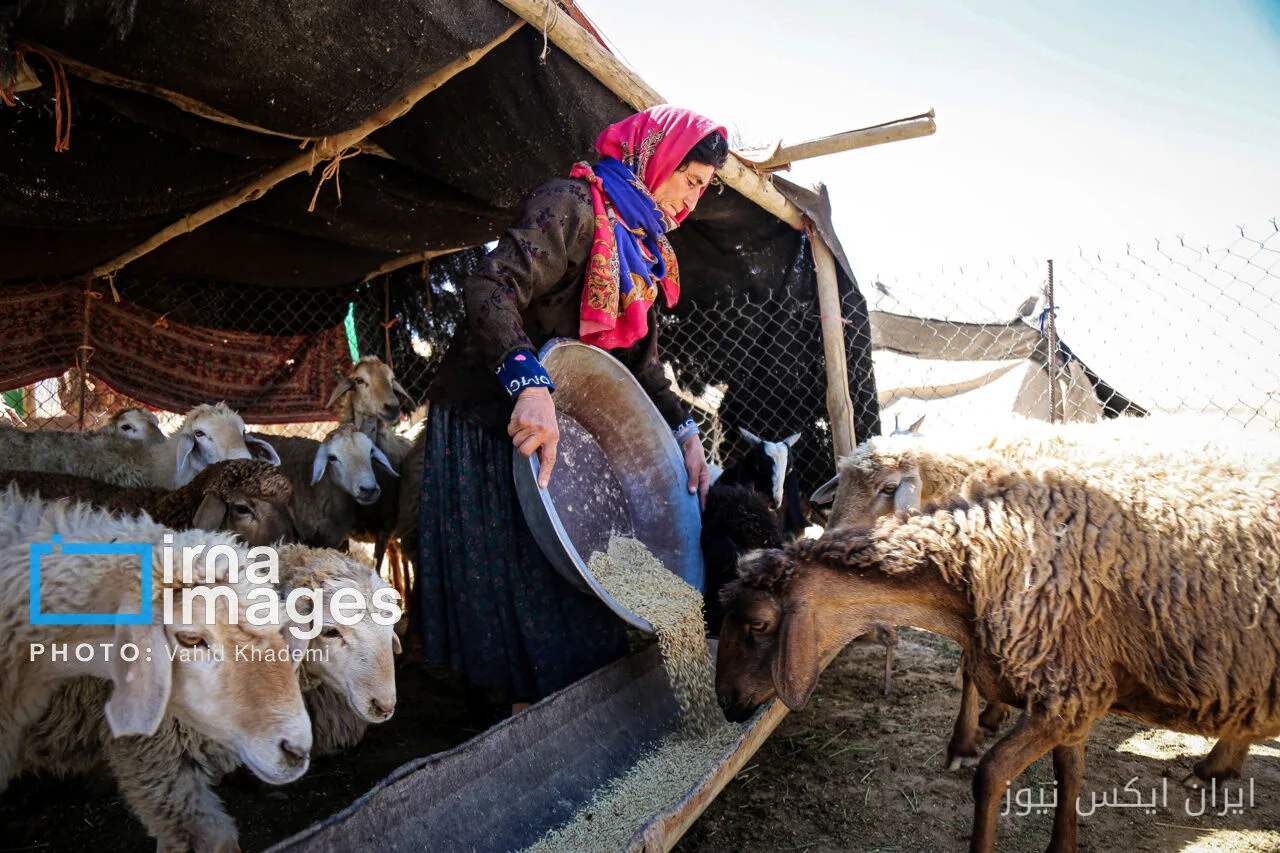 توزیع ۱۱ هزار و ۵۰۰ تن نهاده دامی میان عشایر خراسان شمالی
