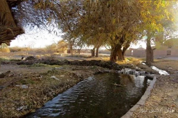 خشکیدگی درختان 700 ساله کرمان با انتقال آب خلیج فارس