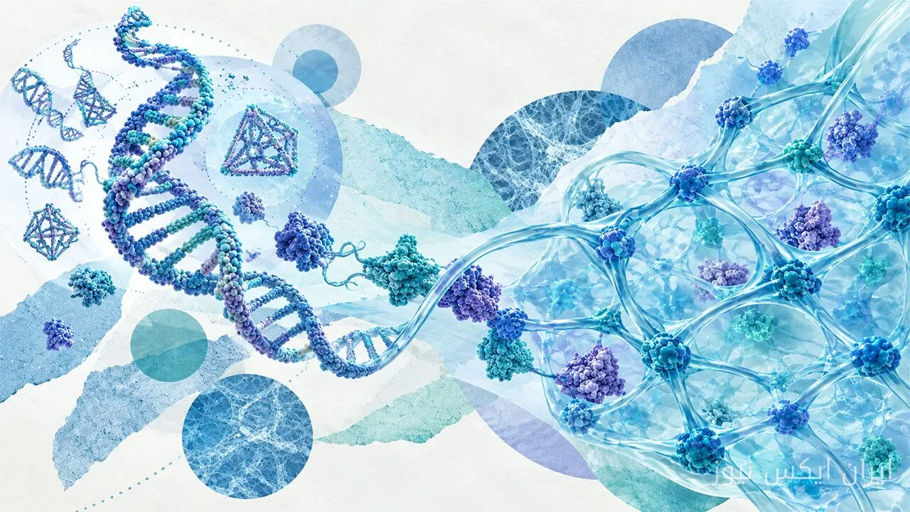 پژوهشگران چشمانداز جدیدی برای هیدروژلهای DNA–پروتئین ترسیم کردند